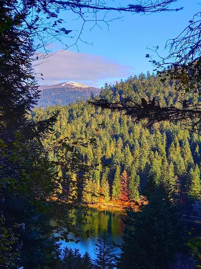 Chalet Typique Vosgien "Les Barbotines" Ventron Dış mekan fotoğraf
